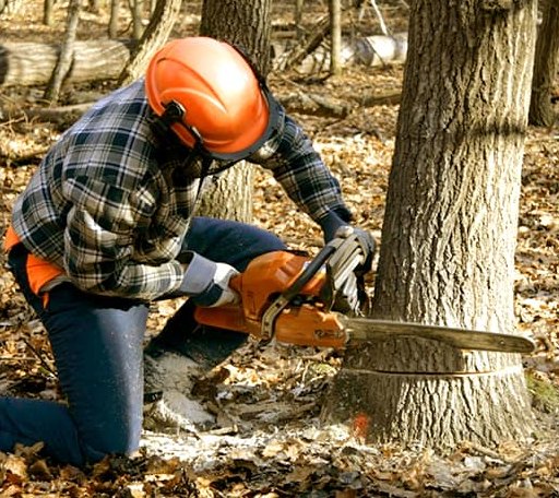 Tree Removal in Ada, OK